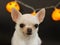 Portrait of  cute short hair white Chihuahua dog with Halloween pumpkin electric lantern