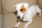 Portrait of cute short-haired Jack Russell terrier lying resting on sofa indoors. Parody purebred beautiful dog looking down