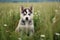 Portrait of cute siberian husky puppy in meadow, created using generative ai technology