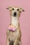 Portrait of a cute silken windsprite wearing pink toy photo camera on a pink background