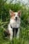 Portrait of a cute sitting dog, spotted mixed-breed in front of