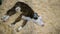 Portrait of cute sleepy brown and white calf resting and lying on ground