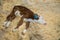 Portrait of cute sleepy brown and white calf resting and lying on ground