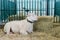 Portrait of cute sleepy sheep resting at animal exhibition, trade show