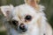 Portrait of cute small dog chihuahua