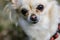 Portrait of cute small dog chihuahua