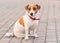 Portrait of cute small dog jack russel terrier sitting outside on gray paving slab at summer day. Front of adorable pet