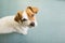 Portrait of a cute small dog looking at the camera. Green floor background. Top view. Pets indoors