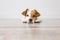 Portrait of a cute small dog lying on the floor and looking at the camera. Feeling tired or bored. Pets indoors, home, lifestyle