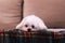 A portrait of a cute small white boomer dog lying down on a couch on a cosy blanket. The domestic animal is barely awake, but is