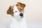 portrait of a cute small white and brown dog sitting on bed with eyes closed, he is feeling tired or sleepy. Pets indoors. White