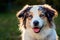 Portrait of cute smiling Australian shepherd dog or Aussie with blue eyes