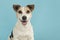 Portrait of a cute smiling Jack Russell terrier dog on a blue background