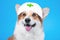 Portrait of cute smiling welsh corgi pembroke or cardigan dog in white nurses medical cap with on blue background, front view,