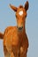 Portrait of cute sorrel foal