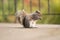 Portrait of a cute squirrel eating a nut. Wildlife photography in the park. Mammals feeding nuts. Squirrels with fluffy tails