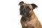 Portrait of a cute Stafford Terrier looking away isolated on a white background