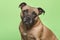 Portrait of a cute Stafford Terrier looking at the camera on a green background