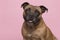 Portrait of a cute Stafford Terrier looking at the camera with tongue sticking out on a pink background