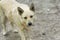 Portrait of cute street dog