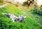 Portrait of a cute striped cat lying in the grass in a Sunny meadow and looking at a beautiful flying orange butterfly on a clear