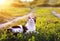 Portrait of a cute striped cat lying in the grass in a Sunny meadow and looking at a beautiful little blue butterfly flying