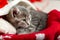 Portrait cute tabby kitten with christmas hat balls gift Xmas decor. Santa Claus hat on pretty Baby cat. Christmas cat sleeping