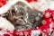 Portrait cute tabby kitten in christmas hat with blur snow lights. Santa Claus hat on pretty Baby cat. Christmas cat sleeping lies