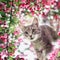 portrait of a cute tabby kitten sitting among the blooming pink branches of an Apple tree in a Sunny may garden