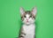 Portrait of a cute tabby with tip of tongue sticking out, green background