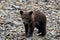 Portrait of a cute  three month old little grizzly baby- Alaska