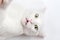 Portrait of Cute Turkish Angora cat