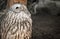 Portrait of cute ural owl day dreaming