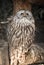 Portrait of cute ural owl day dreaming