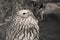 Portrait of cute ural owl day dreaming in black and white sepia