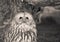 Portrait of cute ural owl day dreaming in black and white sepia