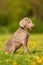 Portrait of a cute Weimaraner puppy