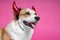 Portrait of a cute welsh corgi pembroke  dog with funny hair ban horns devil on his head, smiling on a pink background. valentine