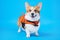 Portrait of a cute welsh corgi pembroke wearing orange life jacket, on blue background. Baywatch dog. Pet Water Safety
