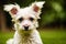 Portrait of a Cute West Highland White Terrier dog. Yorkshire Terrier. Generative AI