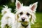 Portrait of a Cute West Highland White Terrier dog. Yorkshire Terrier. Generative AI