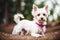 Portrait of a Cute West Highland White Terrier dog. Yorkshire Terrier. Generative AI