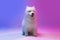 Portrait of cute white beautiful Samoyed dog posing isolated on blue background in pink neon light.