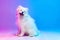 Portrait of cute white beautiful Samoyed dog posing isolated on gradient blue pink background in neon light.