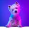 Portrait of cute white beautiful West Highland Terrier posing isolated on purple background in neon light.