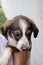 Portrait of cute white brown pappy in hand of female looking down, outside close up