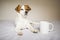 Portrait of a cute white and brown small dog sitting on bed. Cup of coffee besides. Home, pets indoors