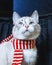 Portrait of a cute white cat in striped scarf looking up close up vertical