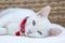 Portrait cute white cat Turkish name Van kedisi