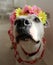 Portrait of cute white dog with flowers crown